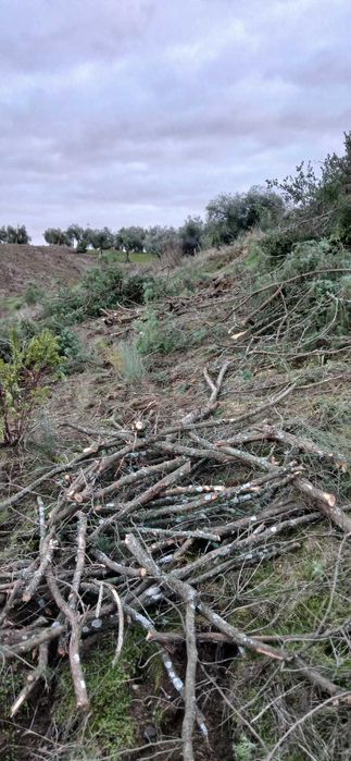 Jardinagem e limpeza de terrenos