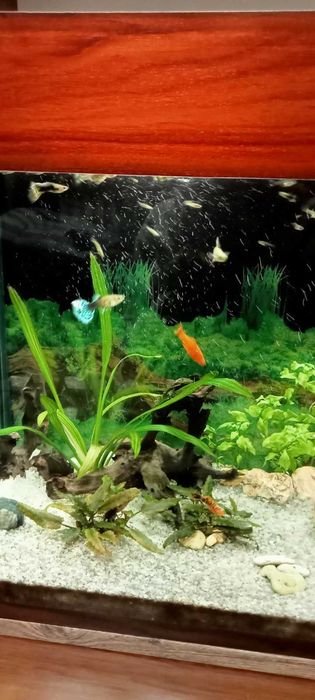 Акваріумні рибки гуппі