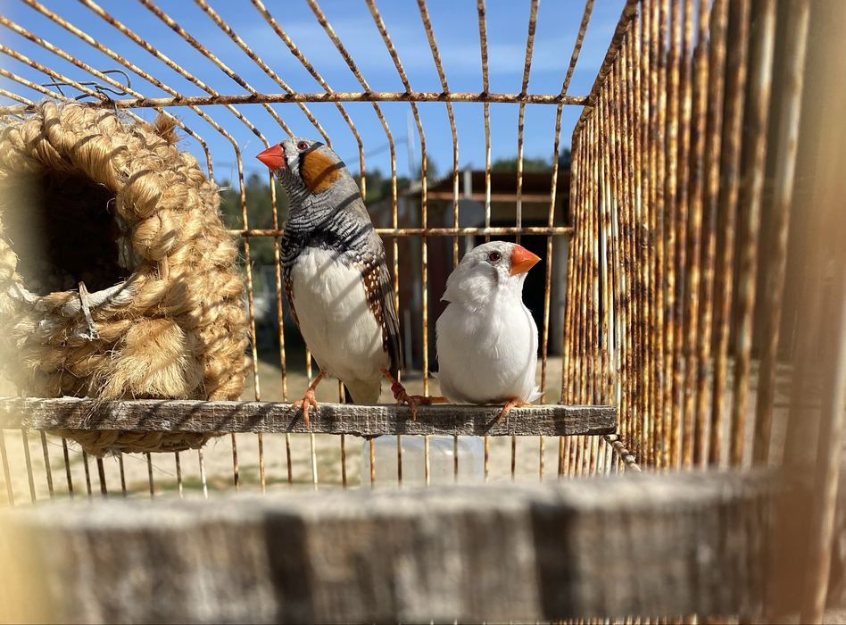 Mandarins para venda