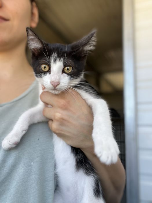 Oreo- Gatinha bebé para Adoção