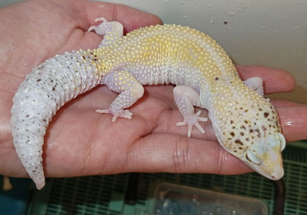 Gekony lamparcie