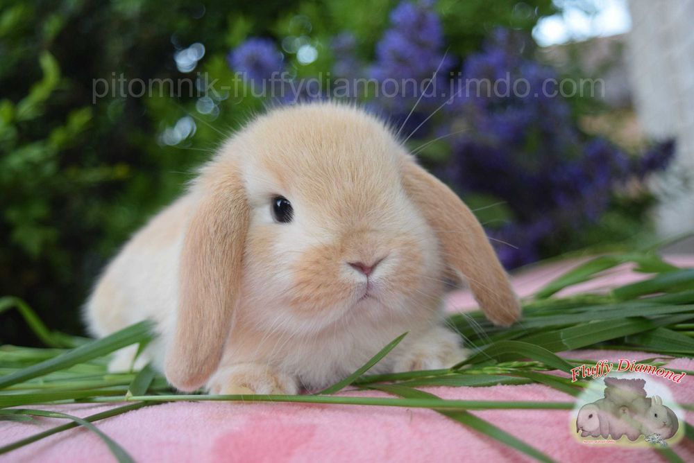 Кролики з розплідника.Тільки породисті.Рідкісні та ексклюзивні кольори