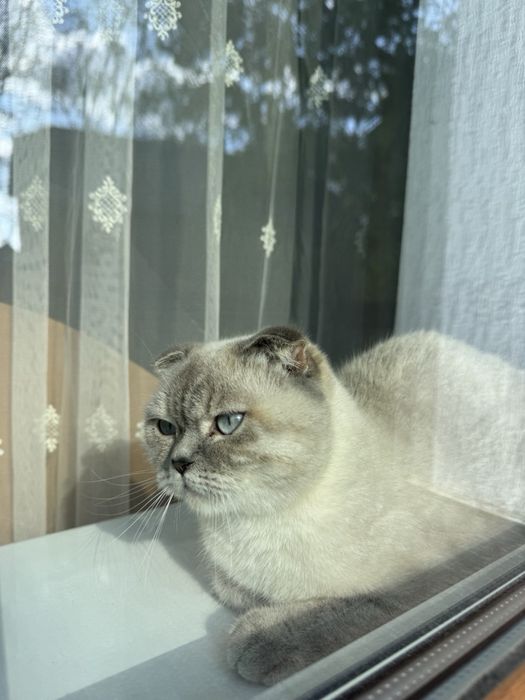 Шотландські чистокровні кошенята