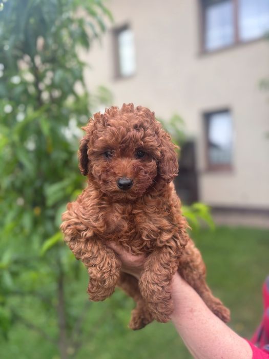 Pudel Toy suczka  red brown