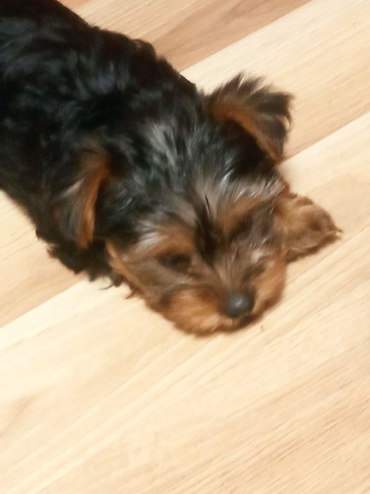 Sprzedam 3 yorki