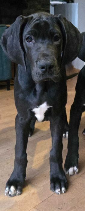 Dog niemiecki przecudny szczeniak Hodowla Dolce Lalla