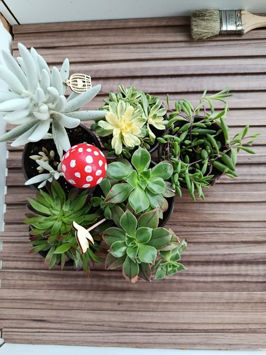 Conjunto de suculentas