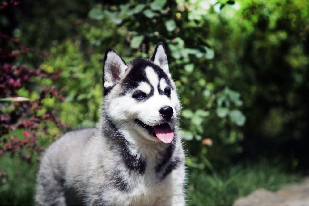 Щенки сибирский хаски. Документы КСУ