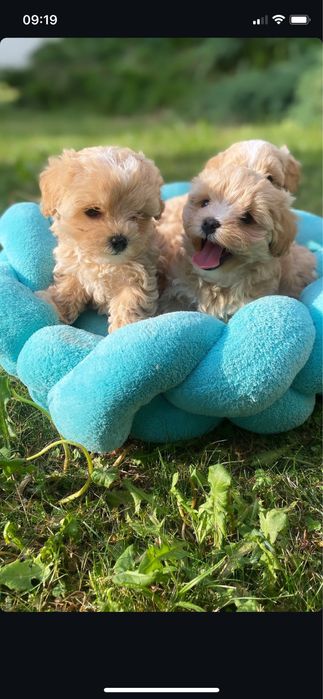 Міні щенятка мальтипу