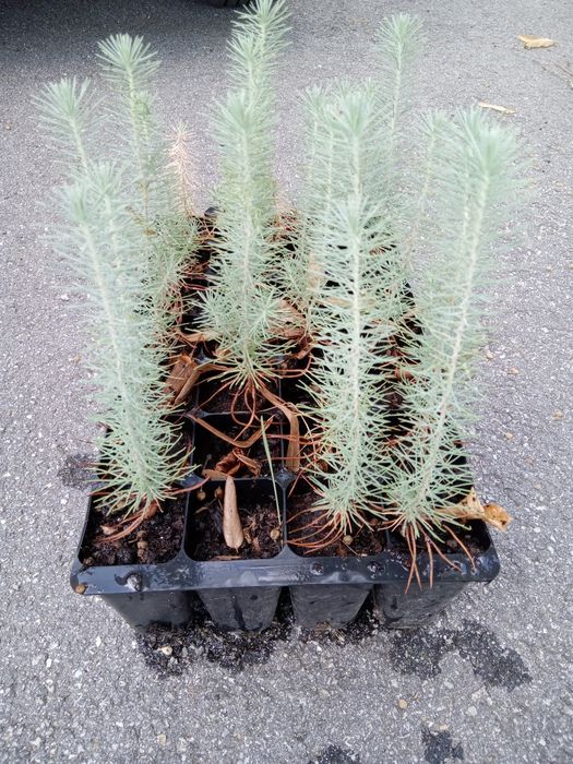 Venda pinheiros mansos a unidade.