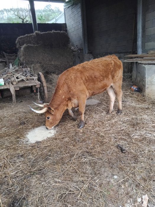 Novilha cachena com 3 anos