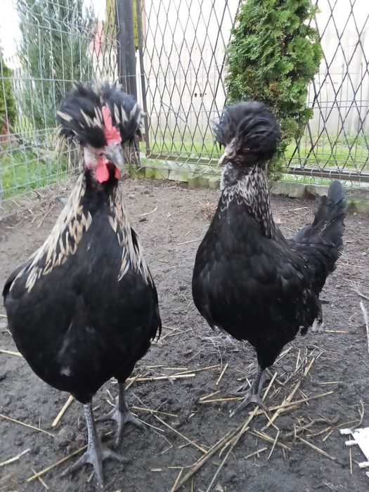 Jaja lęgowe czubatek