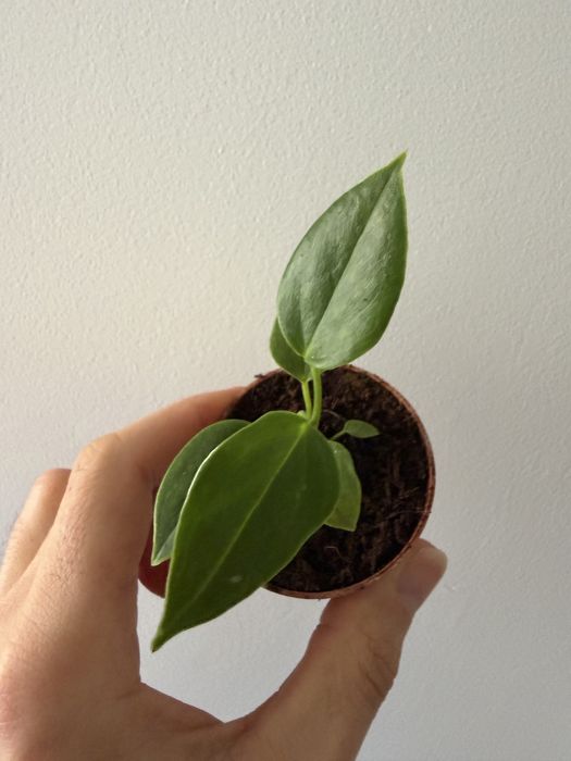 Anthurium Veitchii narrow form