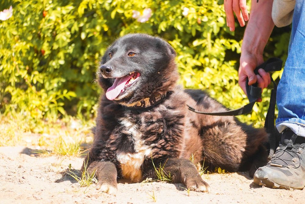 Funia - śliczna sunia