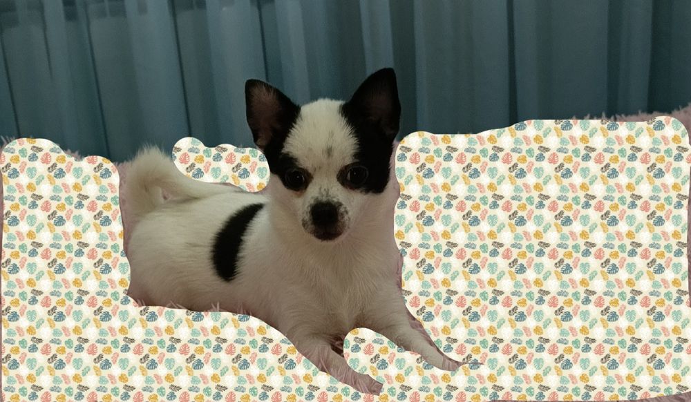 Ніжна куколка чіхуа