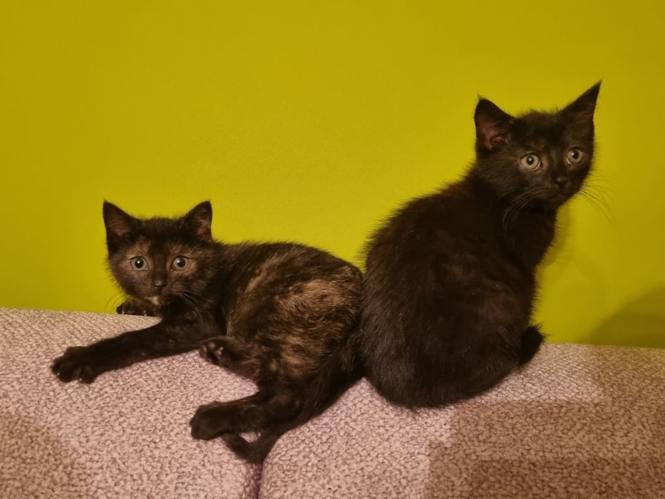 Oddam kotki w dobre ręce