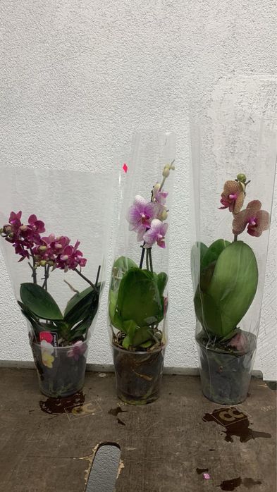 Орхідея орхидеи Берестейска