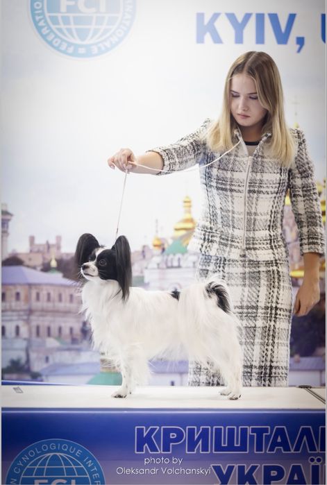 Профессиональный хендлер Одесса