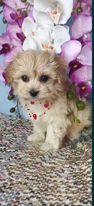 Maltipoo szczeniaczek z certyfikatemi paszportem