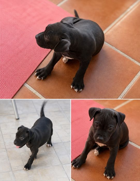 American Staffordshire Terrier
