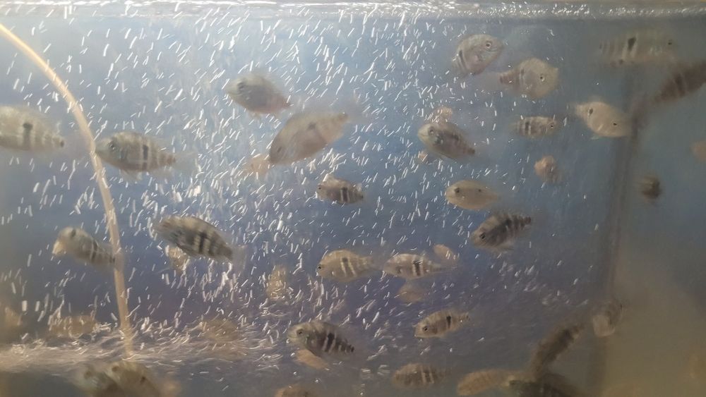 Акара бірюзова (мальок)