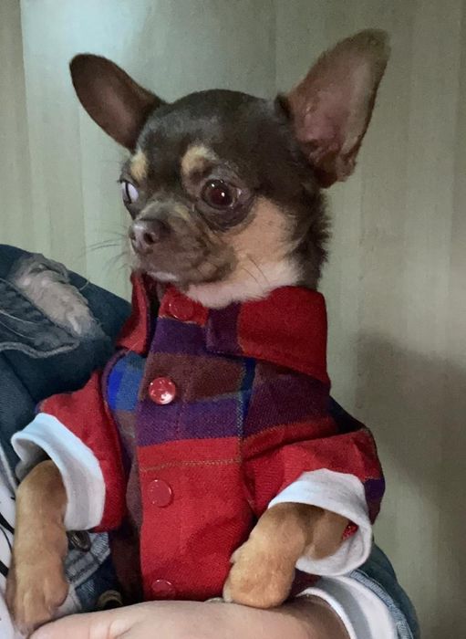 Chihuahua chocolate