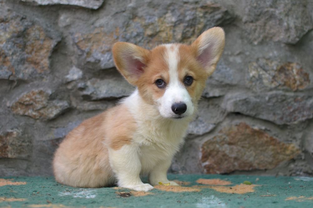 Welsh Corgi Pembroke - piesek