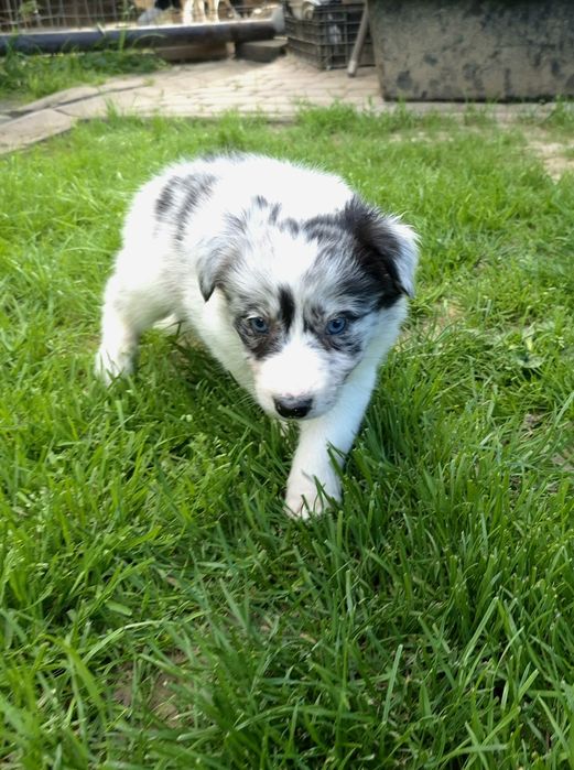 Border collie sunia blue merle niebieskooka