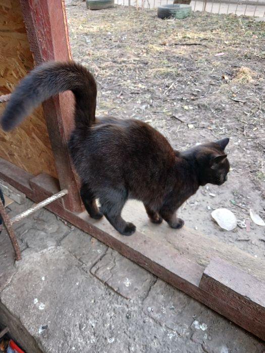 Котик і киця  молоденькі в добрі руки !!!