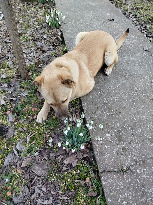 Віддам дорослих песиків
