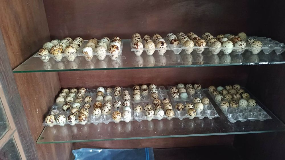 Codornizes Gigantes e Ovos Galados | Celadon e Raças Raras
