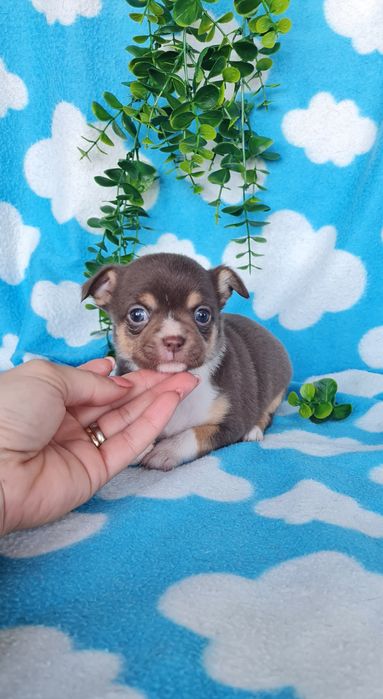 Excelente mini menina Chihuahua/Chiuaua de Qualidade, Linhagem Russa