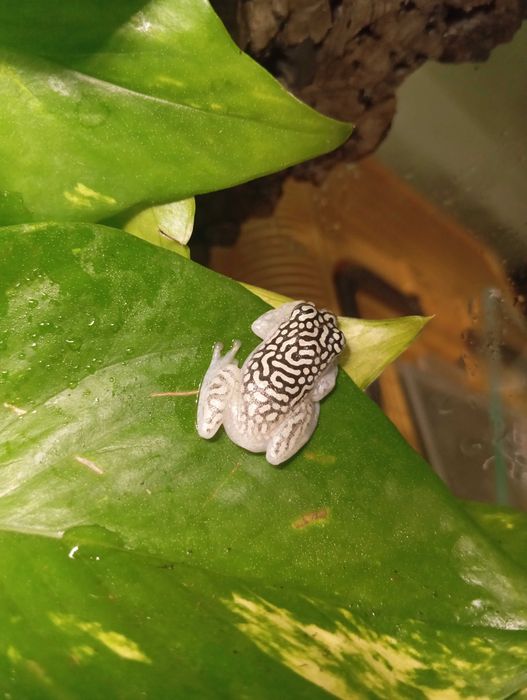 Heterixalus alboguttatus Żaba z madagaskaru