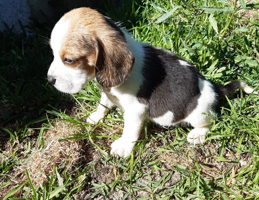 Fantástica femea Beagle