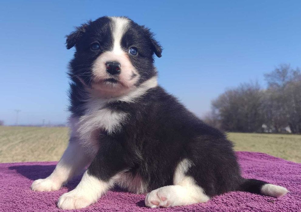 TREJSI - Rasowa Suczka BORDER COLLIE z Hodowli - Szczenię z pełną dok.