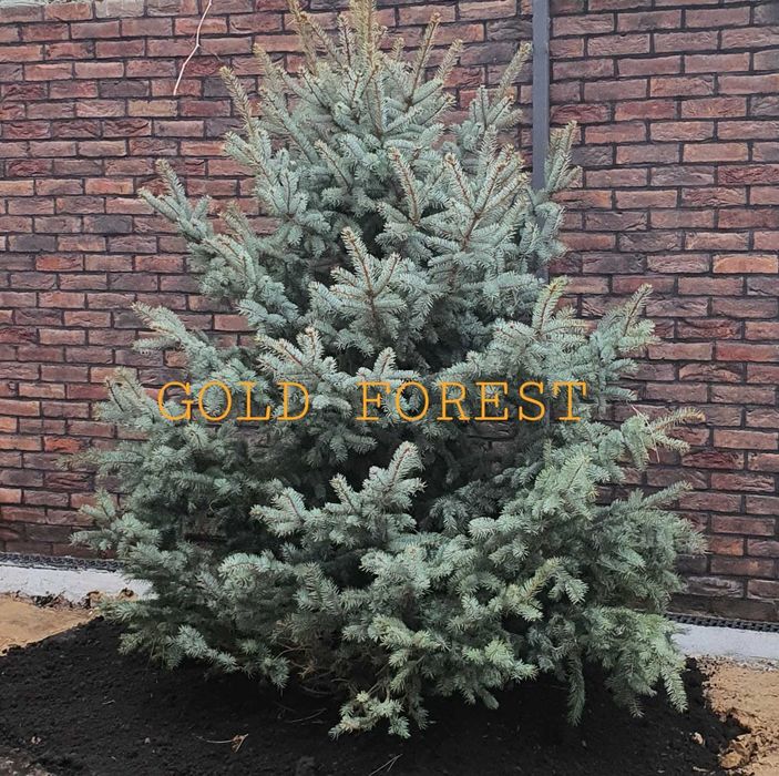 Ель голубая от питомника изелли фастигиата Gold Forest.
