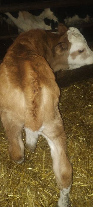 Sprzedam byczka mięsnego SM