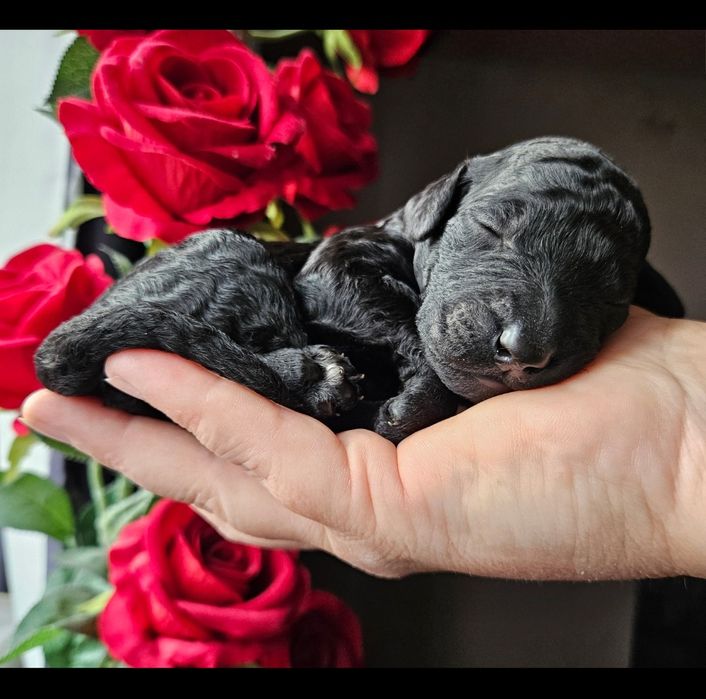 Pudel duży suczka FCI