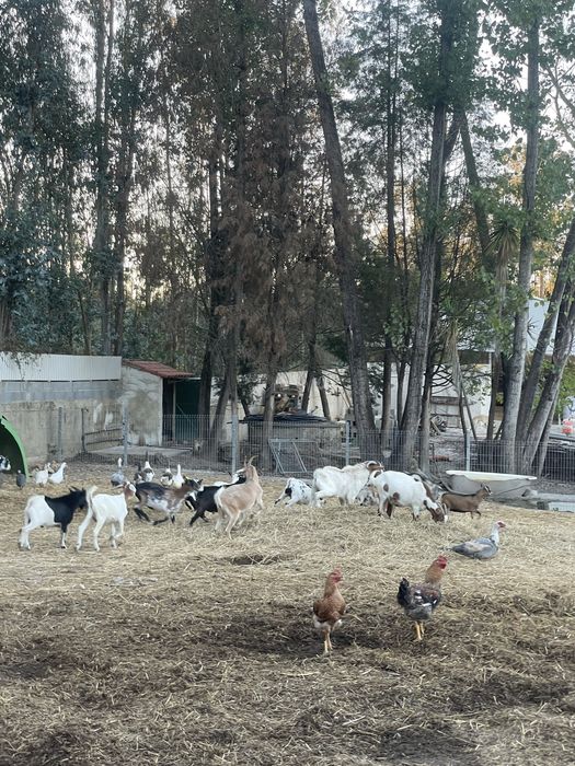 Cabras de varias raças