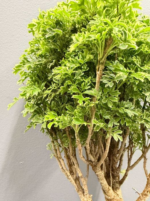 Polyscias Hawaiiana Ming Gold Bonsai