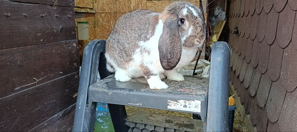 Sprzedam samice barana francuskiego