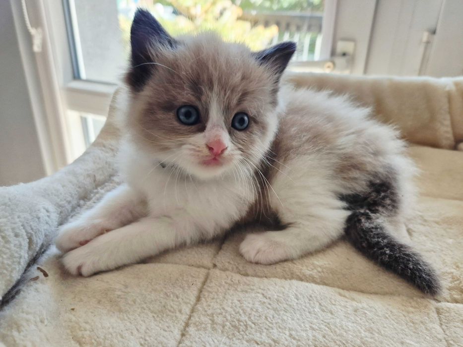Ragdoll mink -Cherubim