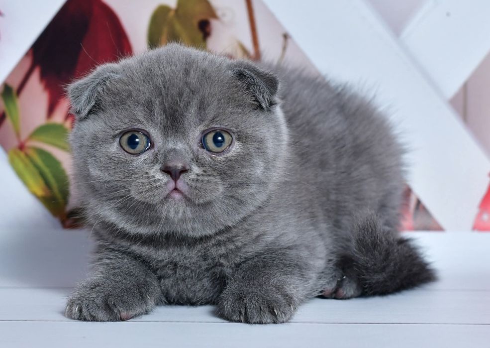 Шотландский вислоухий котёнок мальчик