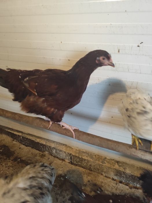 Vendo casal de Sussex triclor
