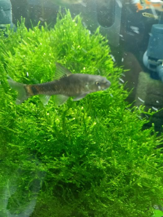 Garra rufa-brzanka ssąca