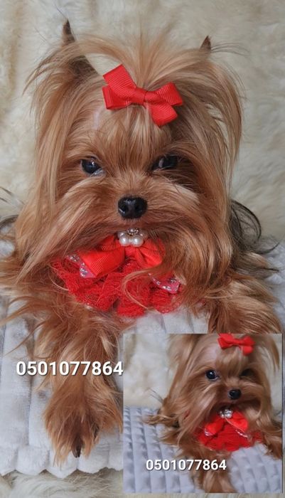 Мини мальчик йоркширского терьера для вязки (йорк)