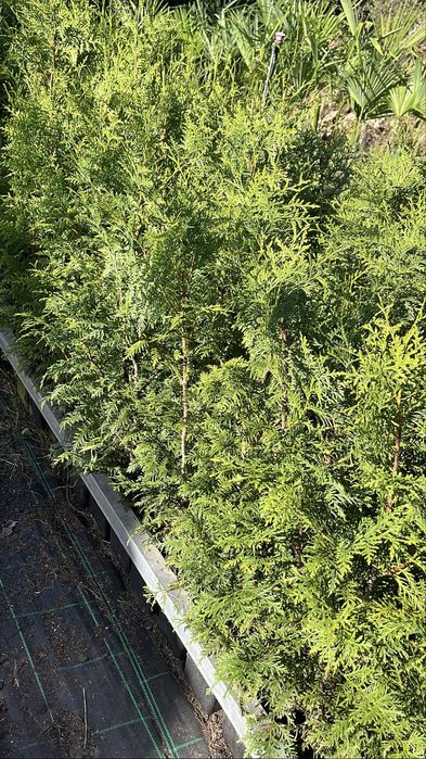 Tuia Plicata “Gerderland”