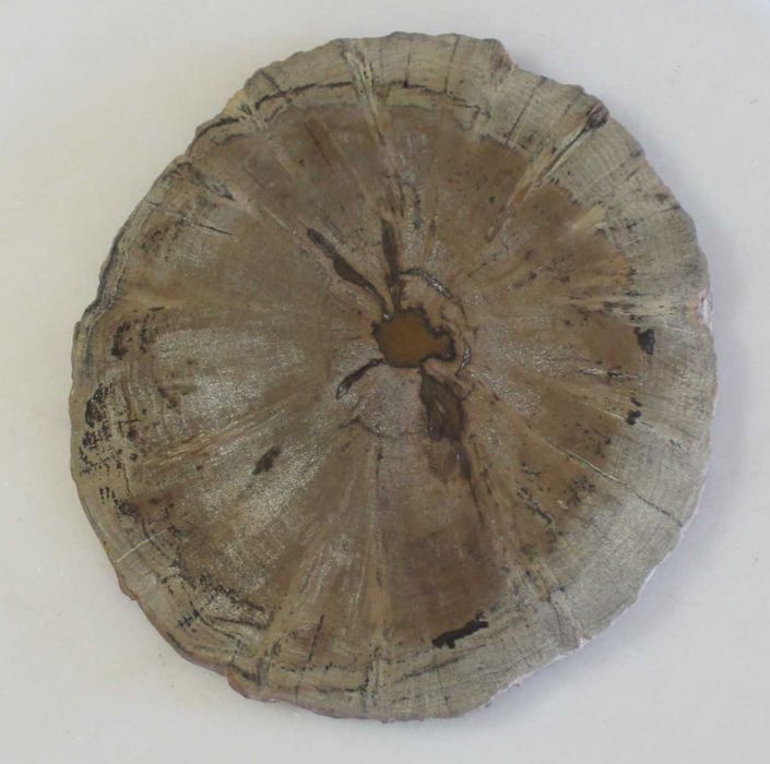 Conjunto de 5 Porta-copos de madeira petrificada, Natural, feito à mão