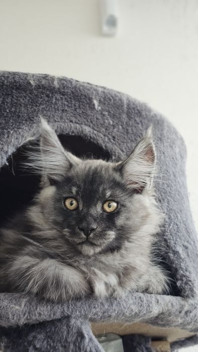 Котик породы мейн-кун