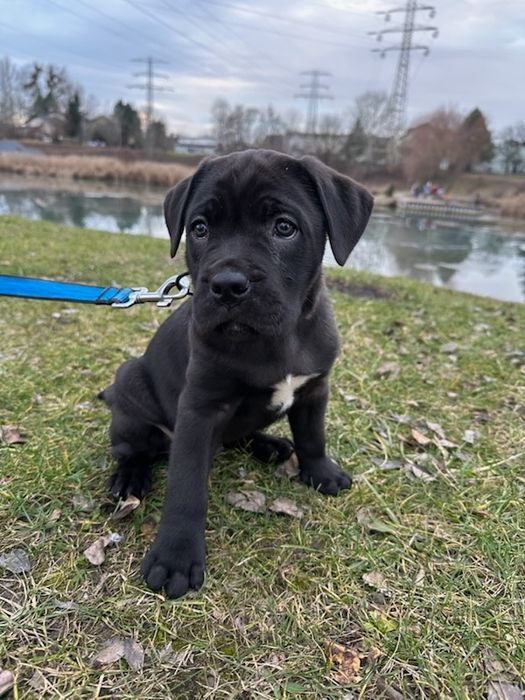 Cane Corso mocny szczeniak